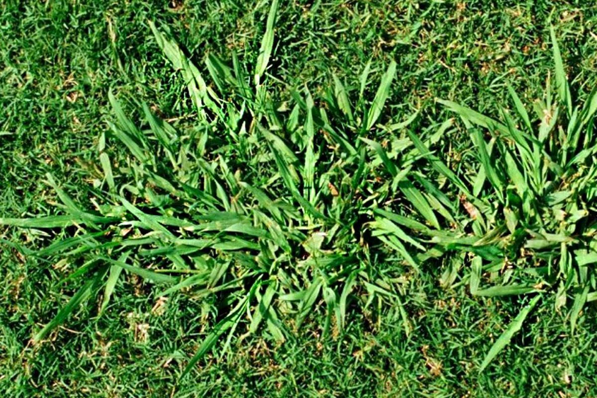 Dallisgrass detail