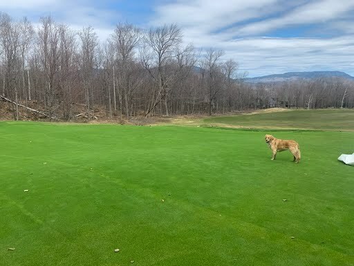 Sugarloaf Golf Club greens after winter