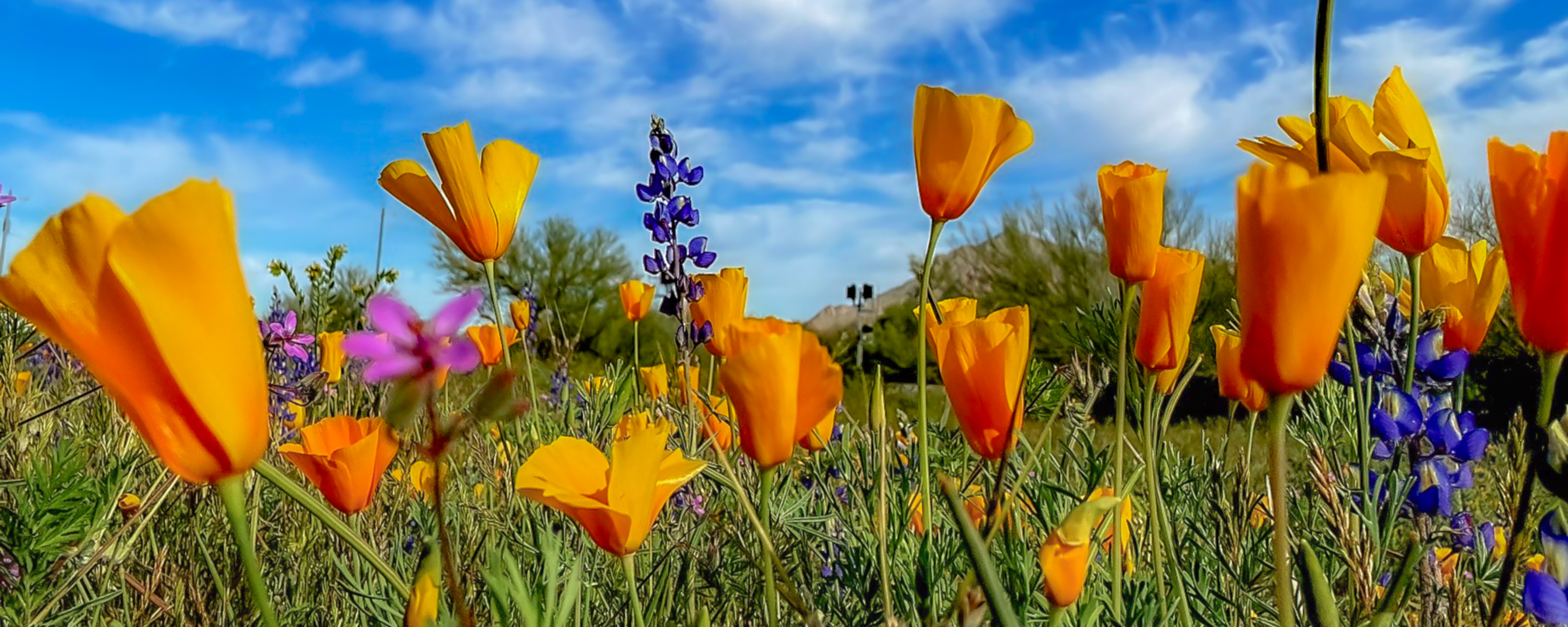 Dot Agather Bannner Photo