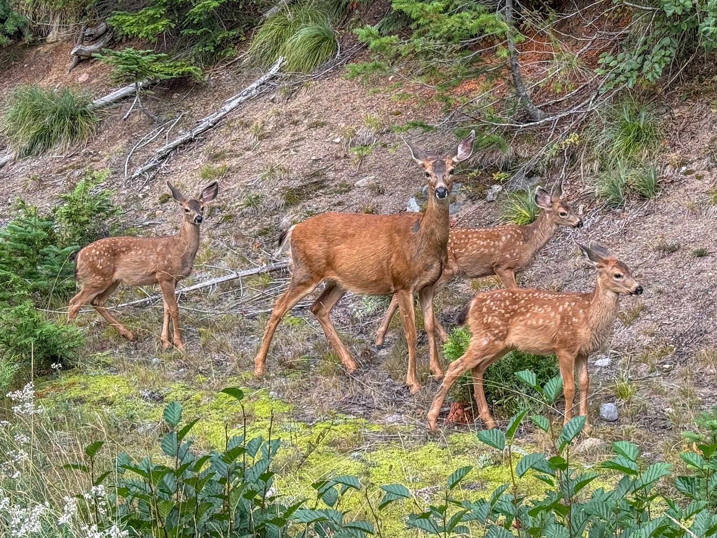 Great PNW Cathy D 2025-9