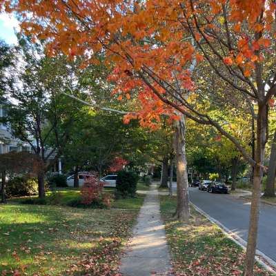 Local Chevy Chase Neighborhood
