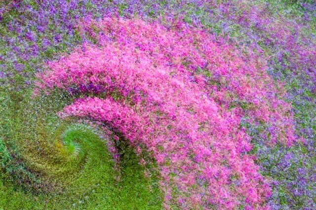Charles Needle Flowers