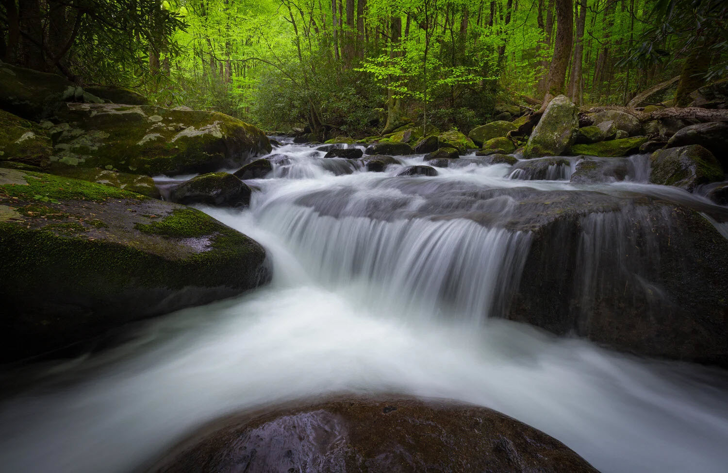 Dusty Doddridge Smokey Mountains