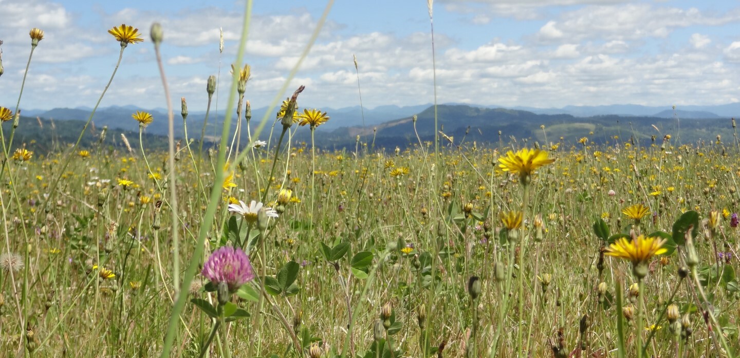 Pre-construction Meadow at 698 Sommerset