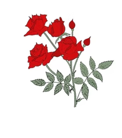 fairglade_rose_hmpage_2025-06-07_221238.png