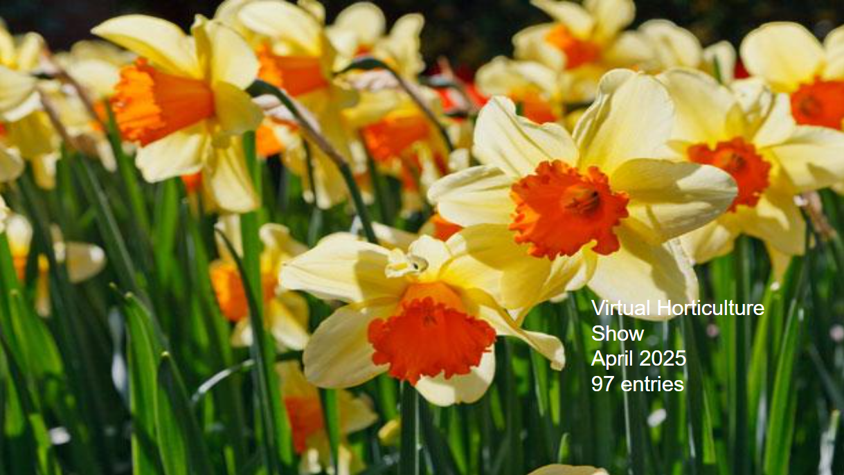 2025 April Virtual Hort Show Competition