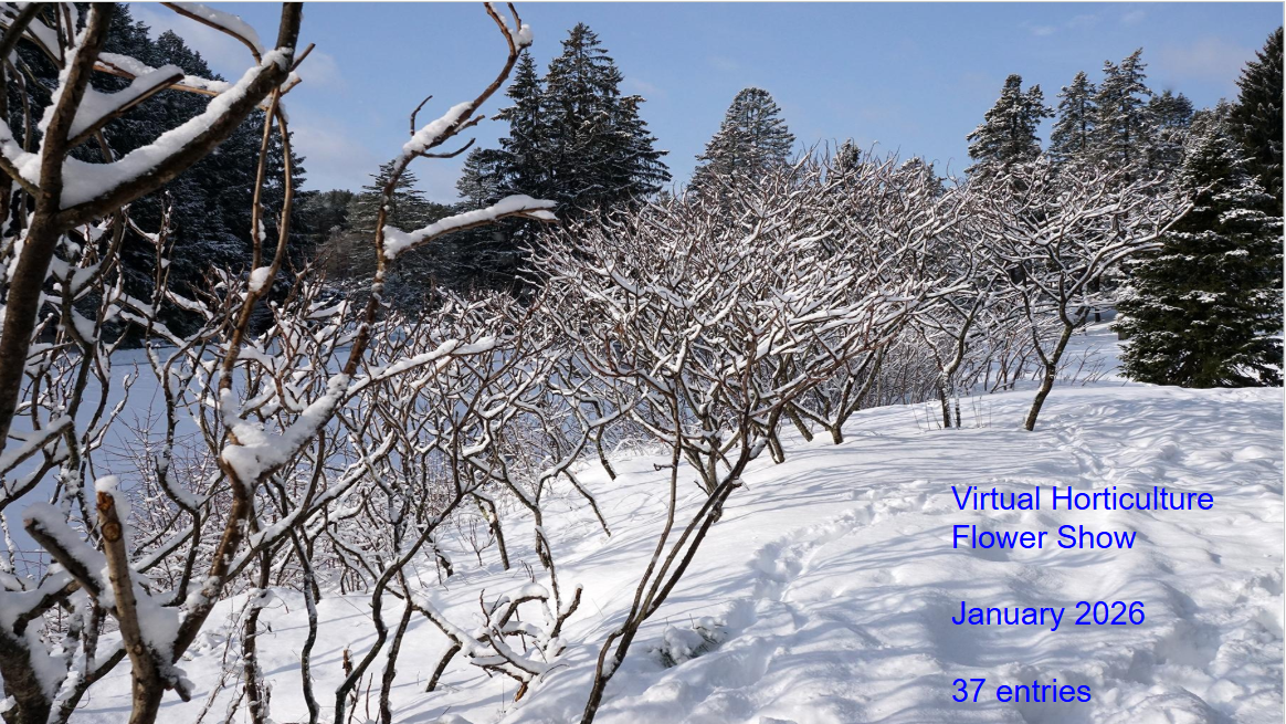 2026-JanVirtHort Flower Show Presentation