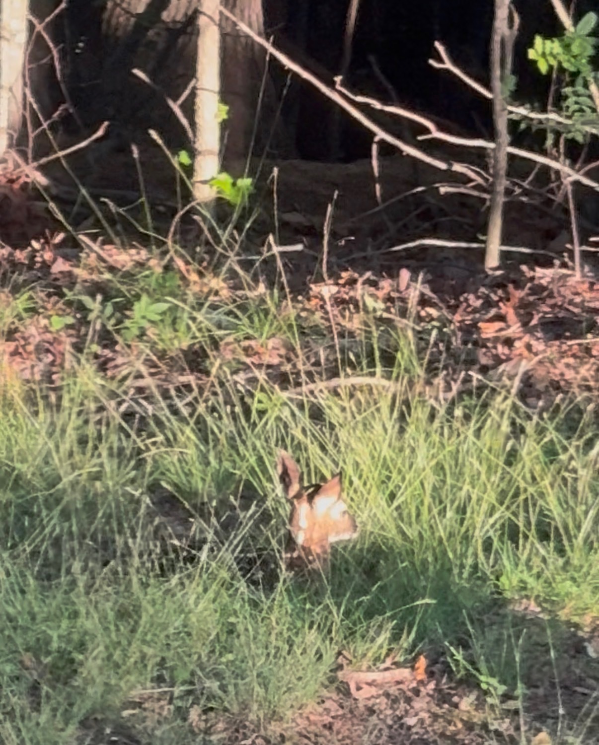 Fawn