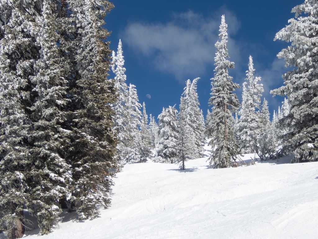 Snowy trees with moon