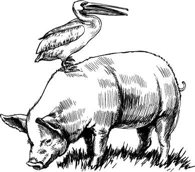Pelican and Pig logo