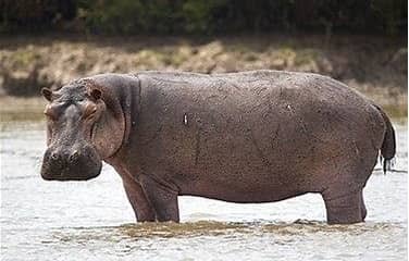 hippo_immage.jpg