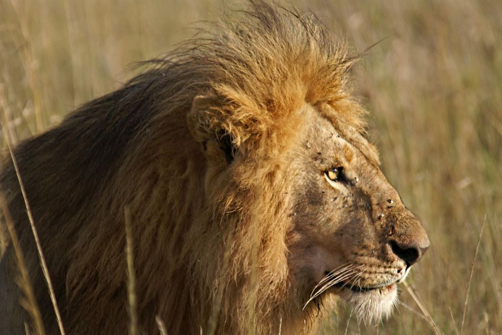 2026.01 - Travelogue - Safari 2