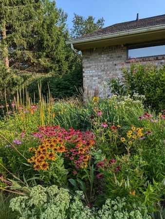 SiChen perennials