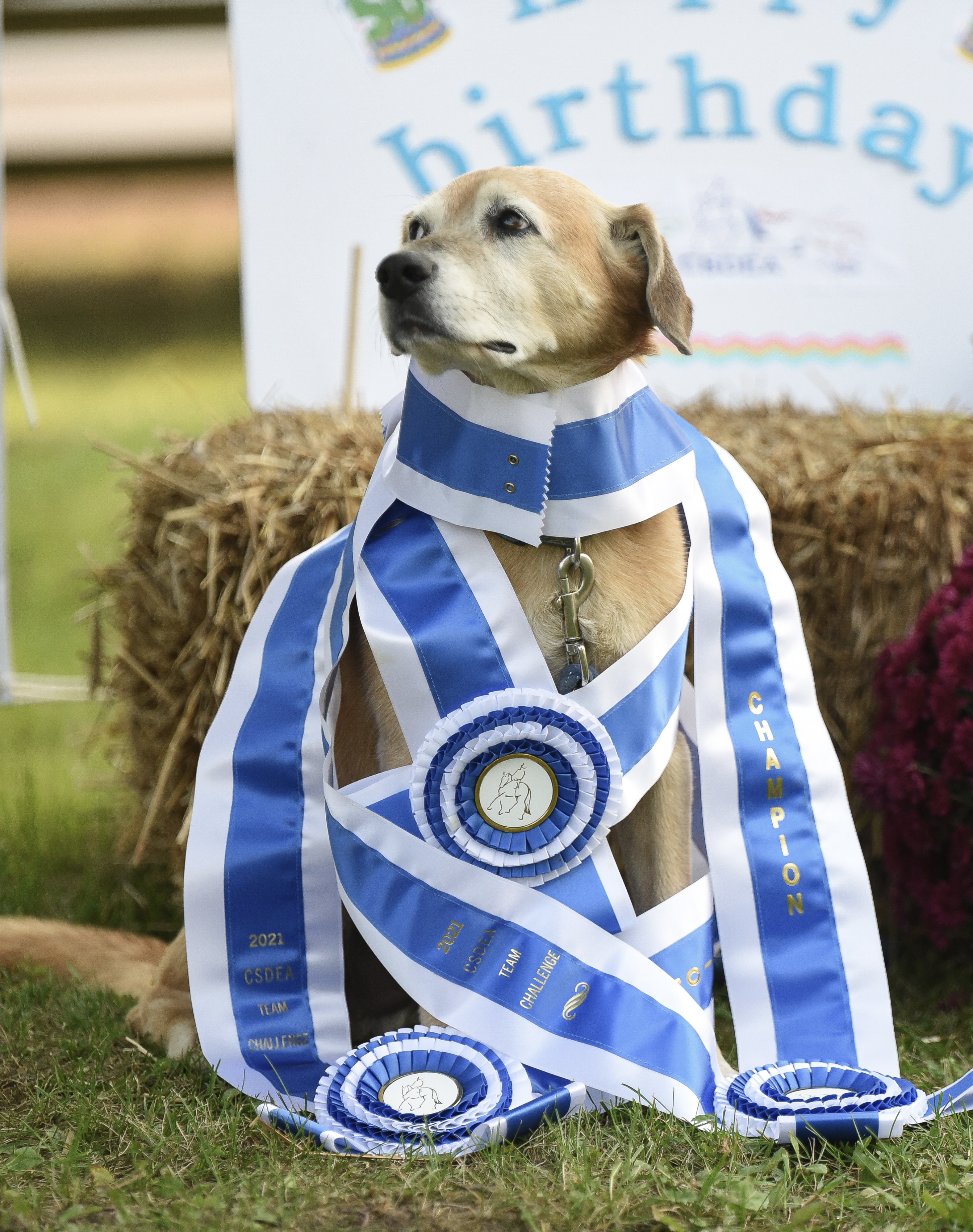 Dog Ribbon
