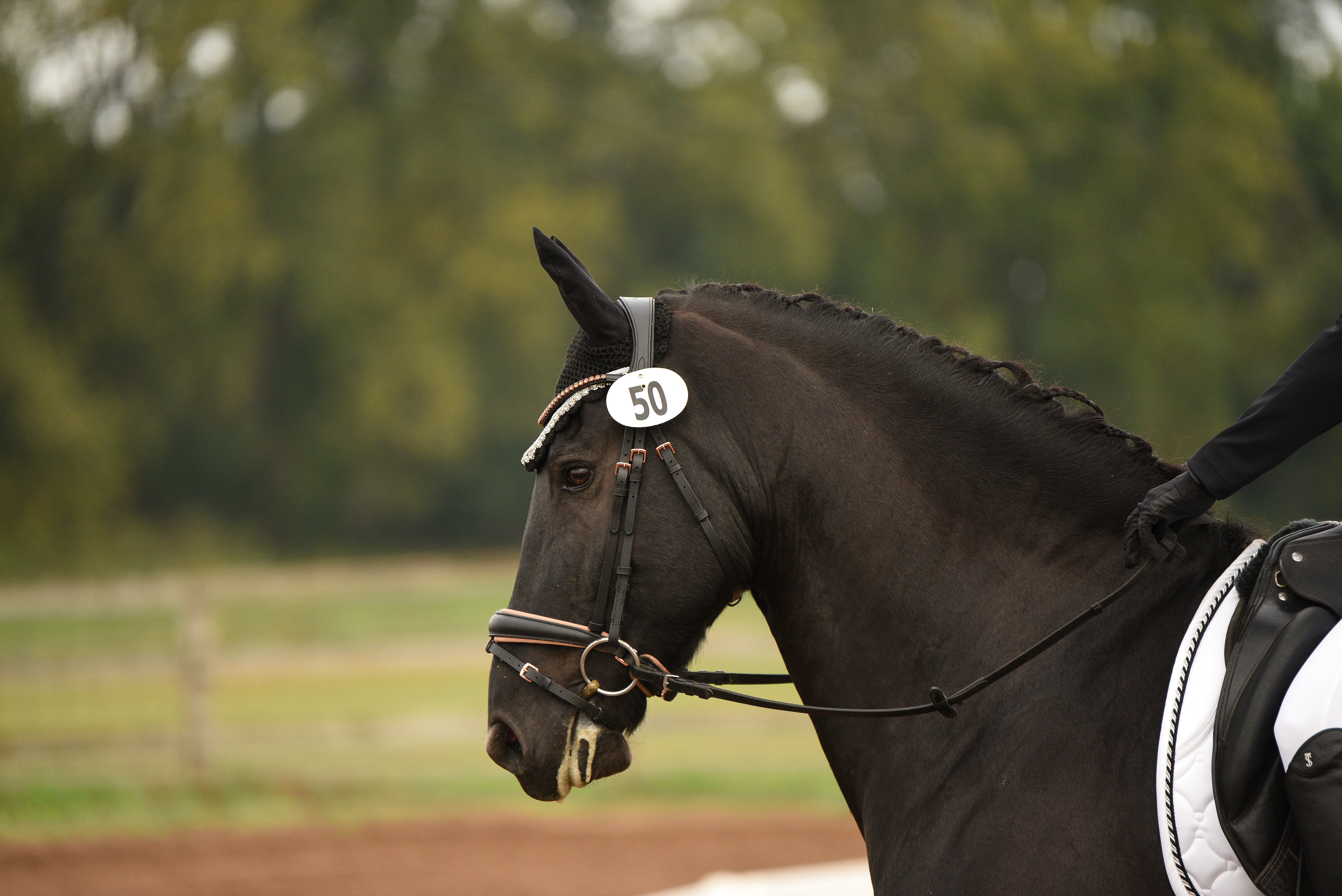 Horse Head