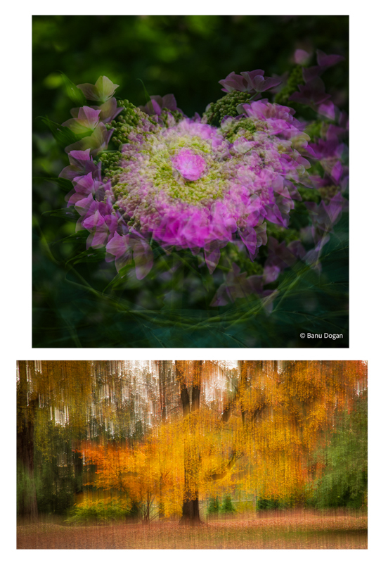BanuDogan-collage-1.jpg