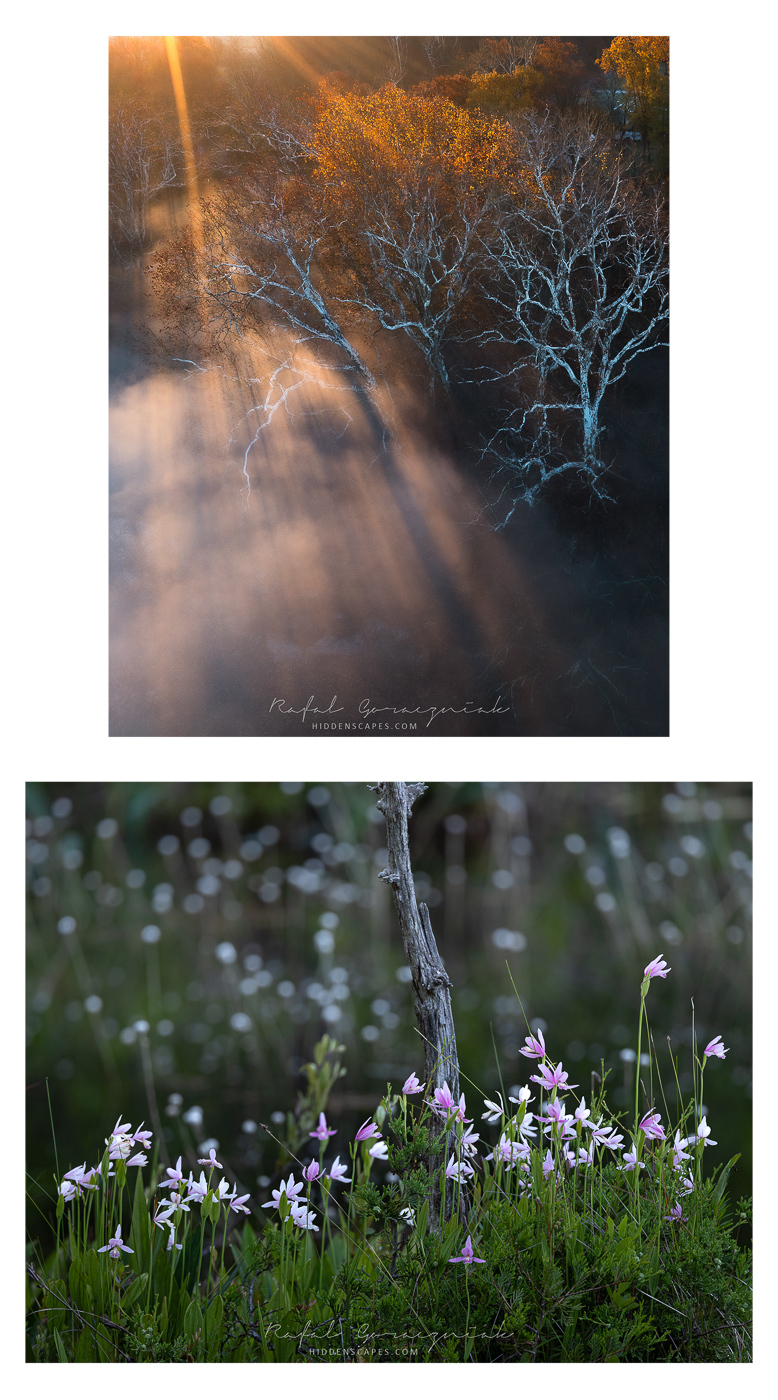 Goraczniak-collage-1.jpg