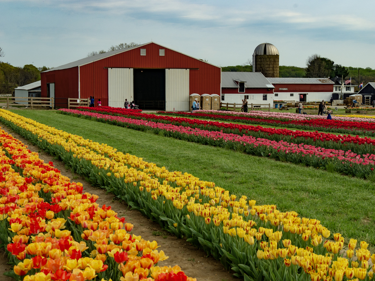 Holland_Ridge_Tulips_Perrette.jpg