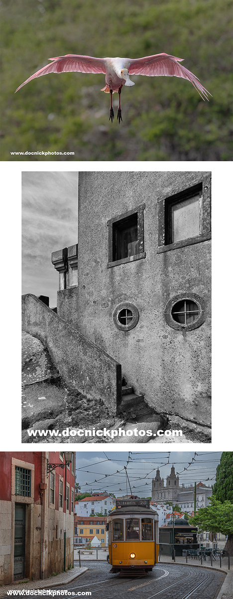 Palmieri_-_collage-1.jpg