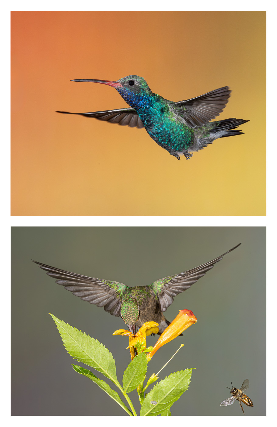 hummingbird1-Edit.jpg