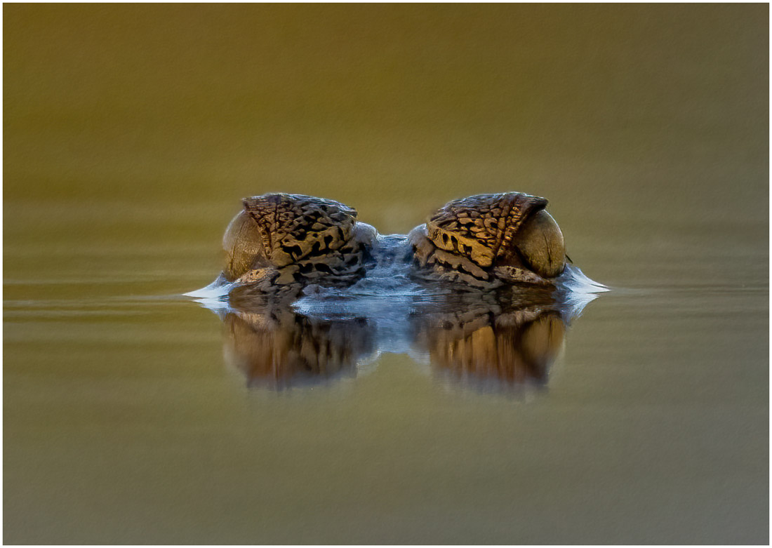 Croc Eyes, South Africa