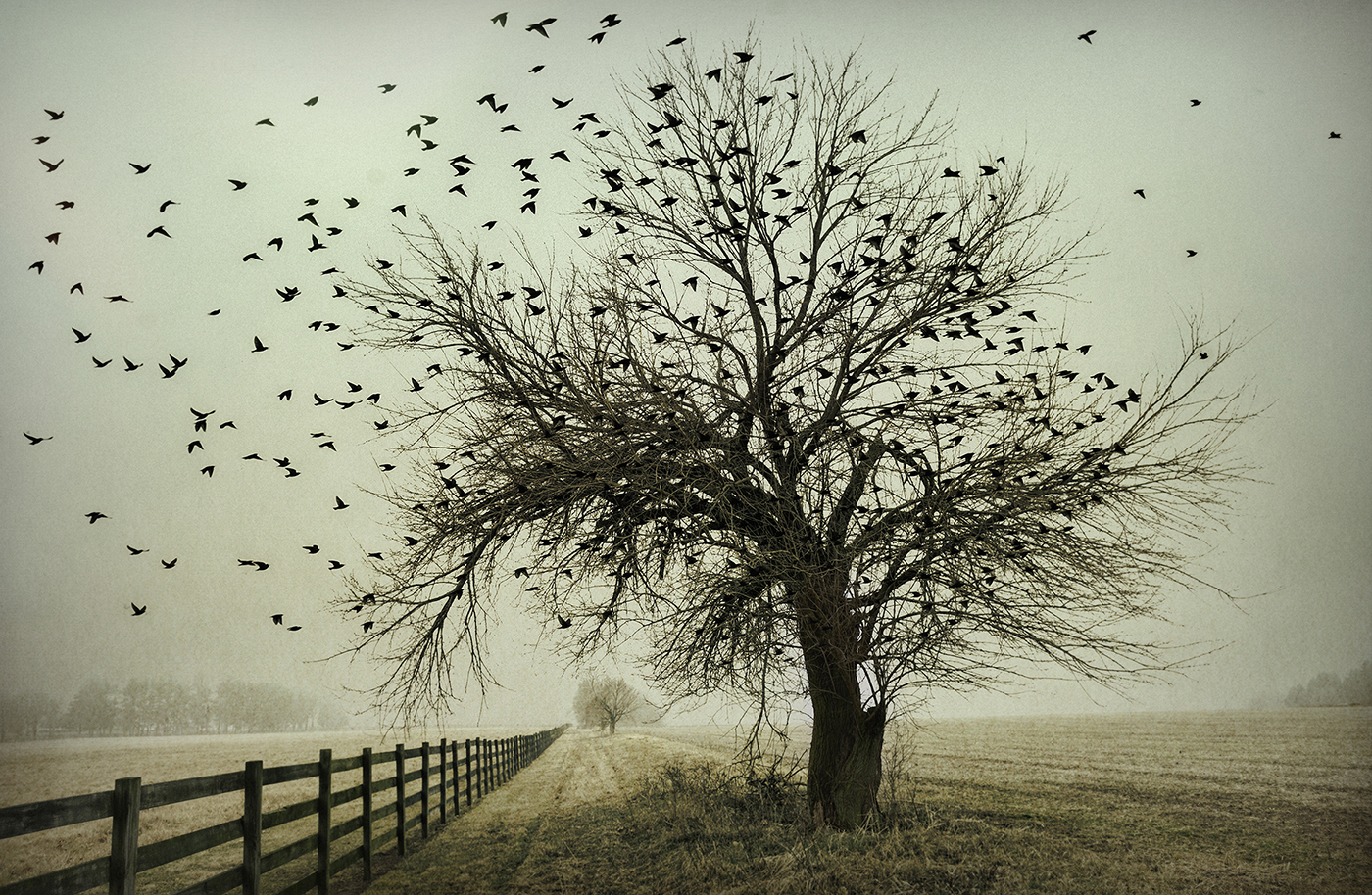 JimLaSala-Morning-Flight- 225