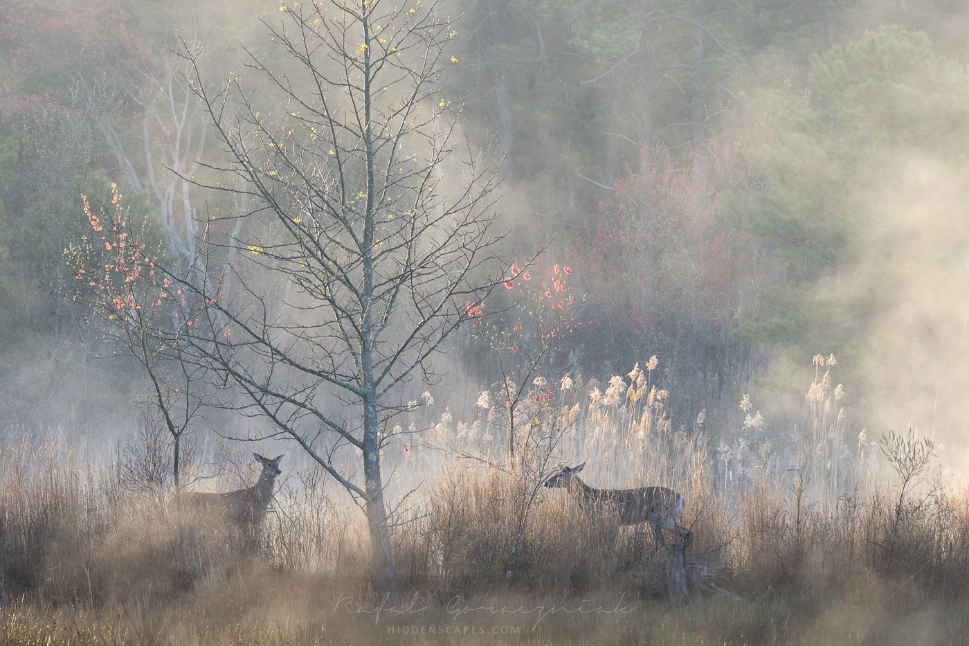 Pine Barrens_Goraczniak