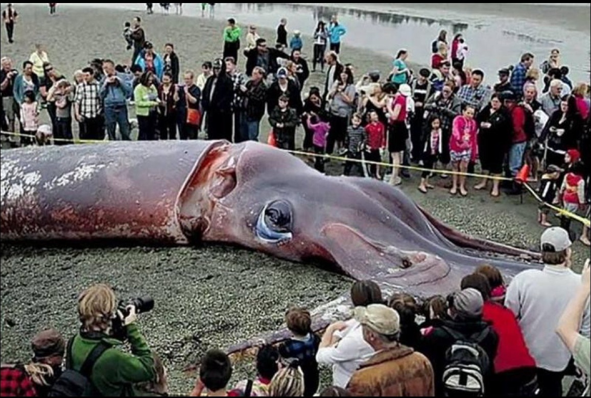Giant squid with onlookers