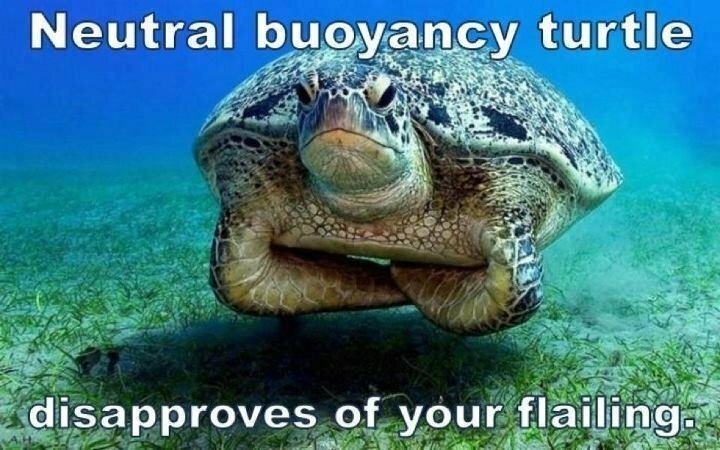 neutral turtle