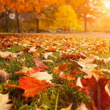 fall.jpg