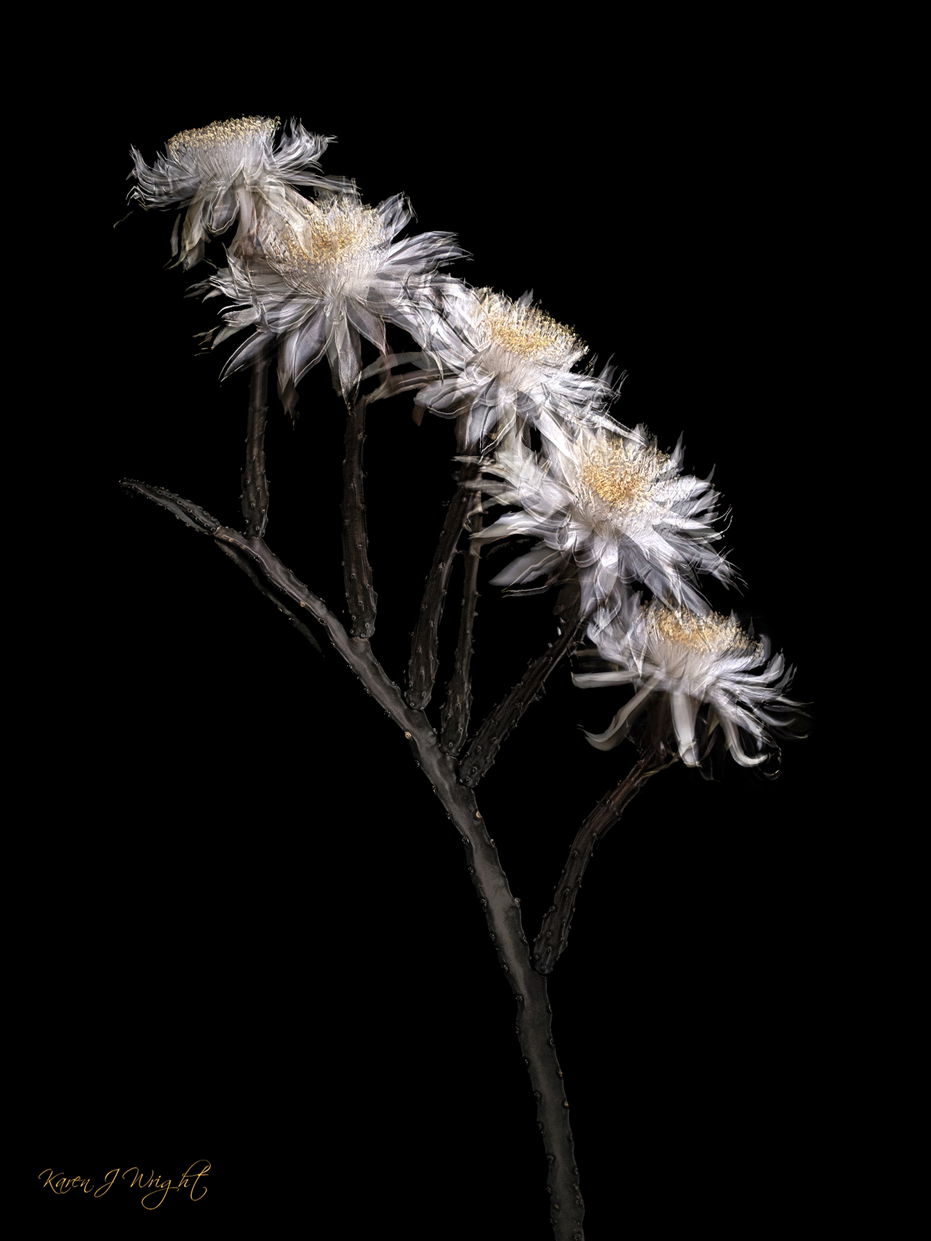 2nd place Karen Wright  C Stars Aligned 1200 px