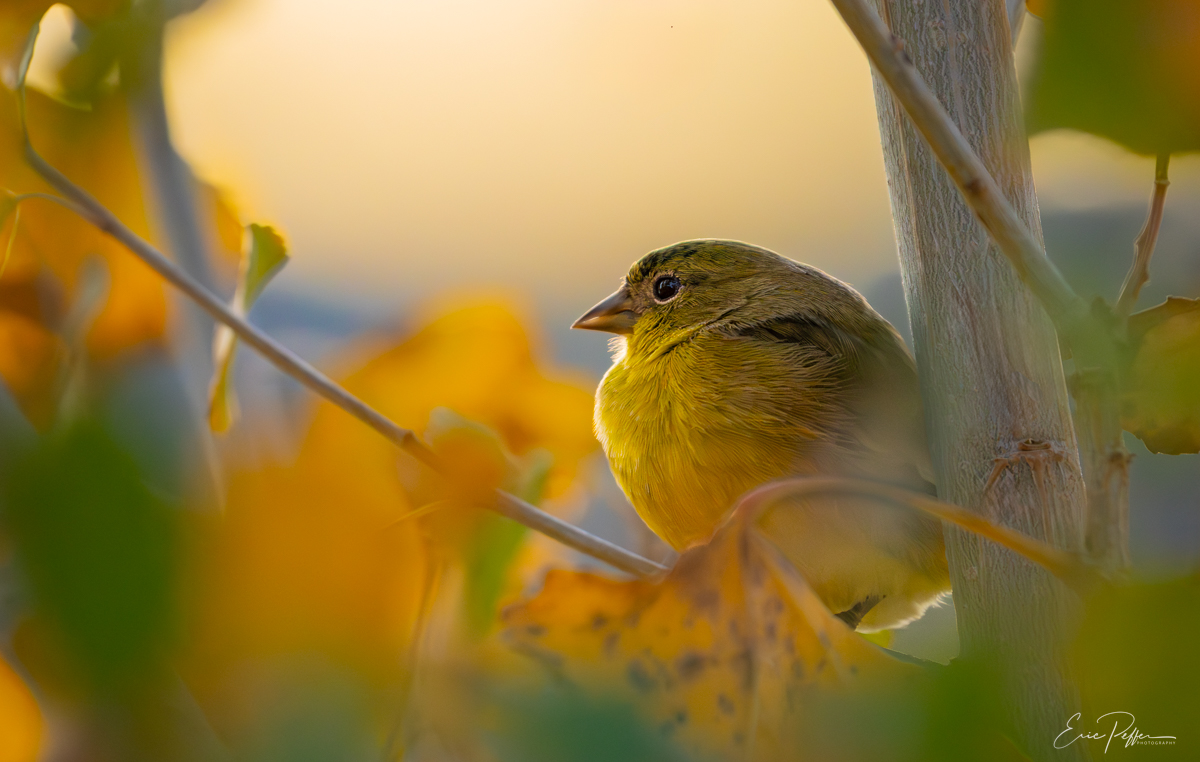 Judges Choice Eric Peffer C Forest Gold 1200px
