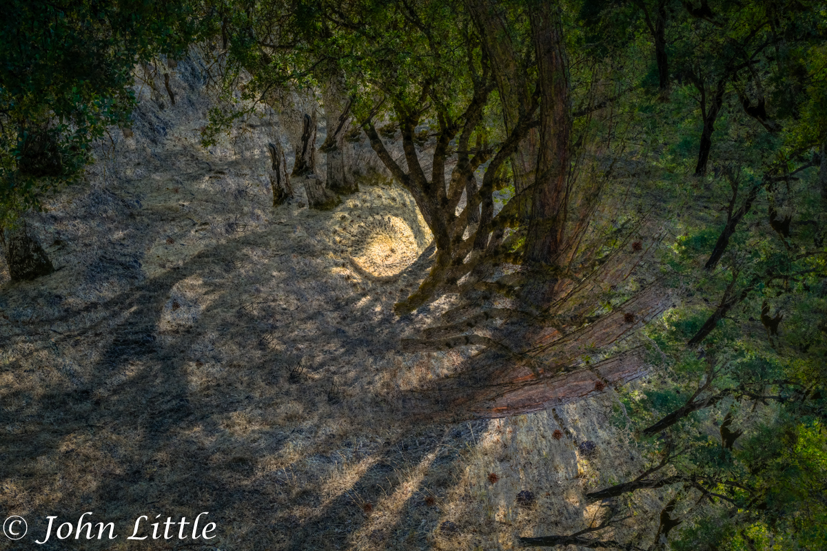 Judges Choice John Little C Forest Clearing 1200px