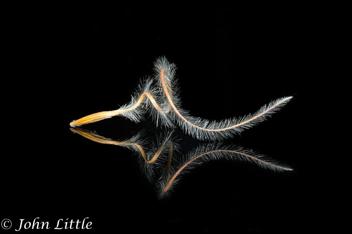 Judges Choice John Little C Ready To Fly Away 1200px