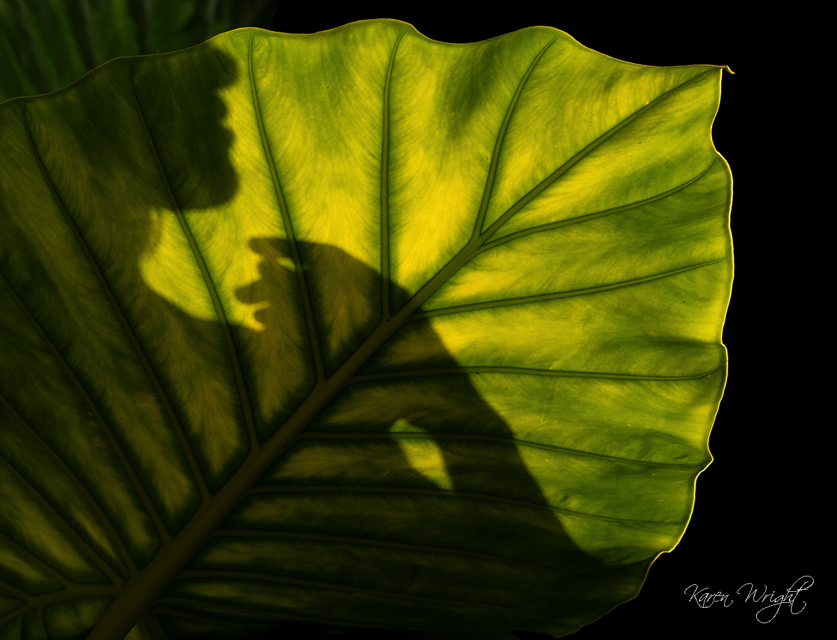 Judges Choice Karen Wright C Abstract Impression 1200px