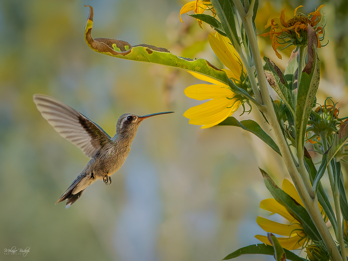 Judges Choice Melanie Bishop C Approaching the Last Flowers of Summer 1200px