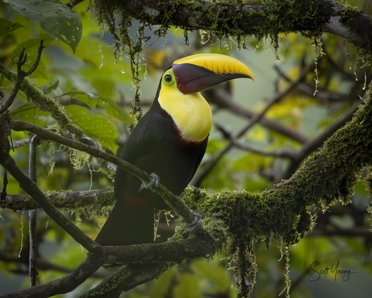 Judges Choice ScottYoung C Toucan 1200px