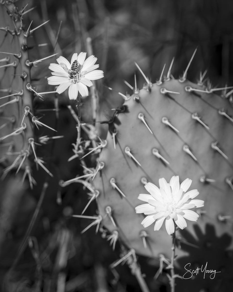 Judges Choice Scott Young M Bee Careful 1200px