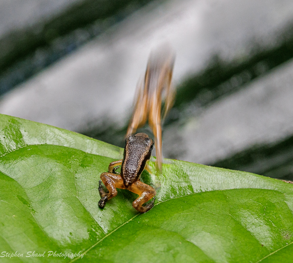 Judges Choice Steve Shawl C Lets go  1200px