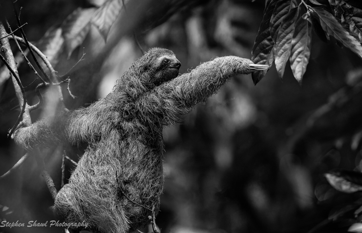 Judges Choice Steve Shawl M Three-toed sloth 1200px