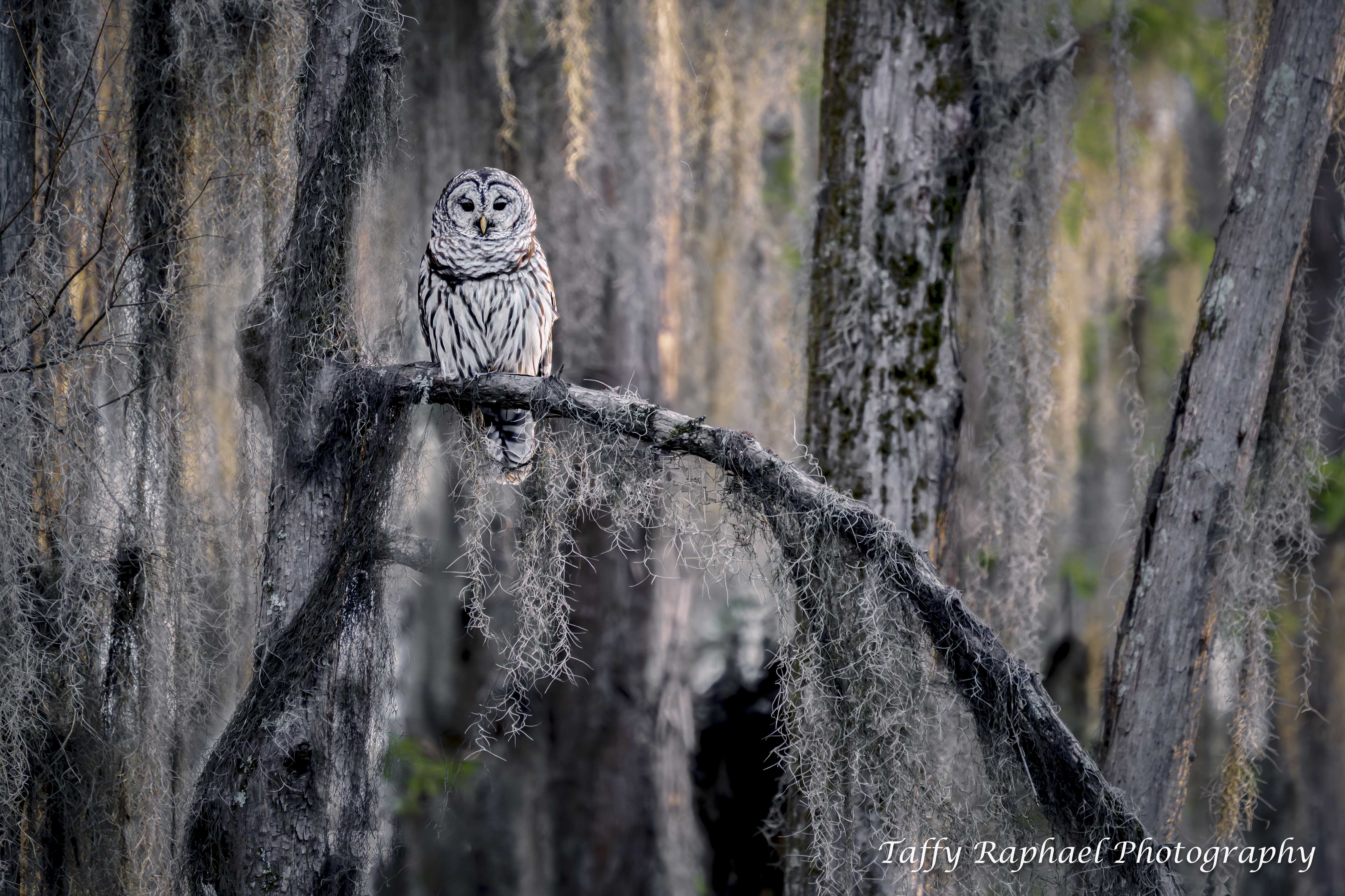 Judges Choice Karen Wright C Electrifying 1200px