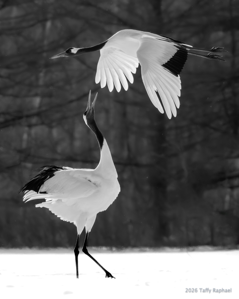 Judges Choice Taffy Raphael M Close Encounters of the Crane Kind 1200px
