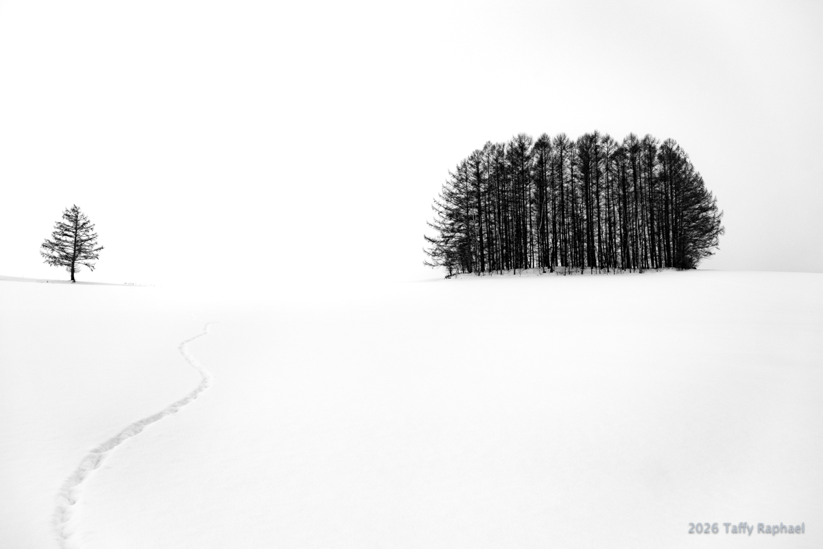 Judges Choice Taffy Raphael M Trail Through the Snow 1200px