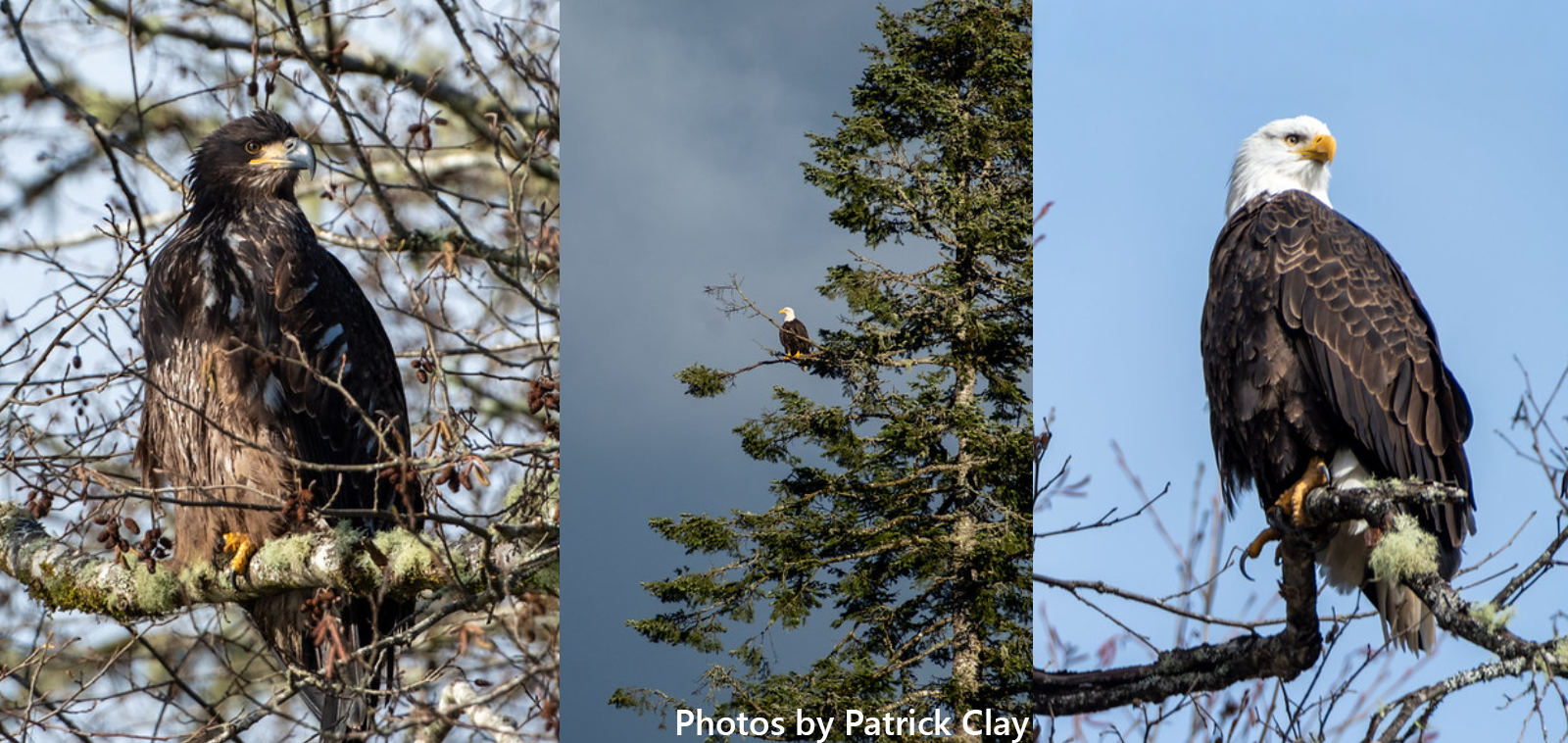 Eagle Montage by Patrick Clay