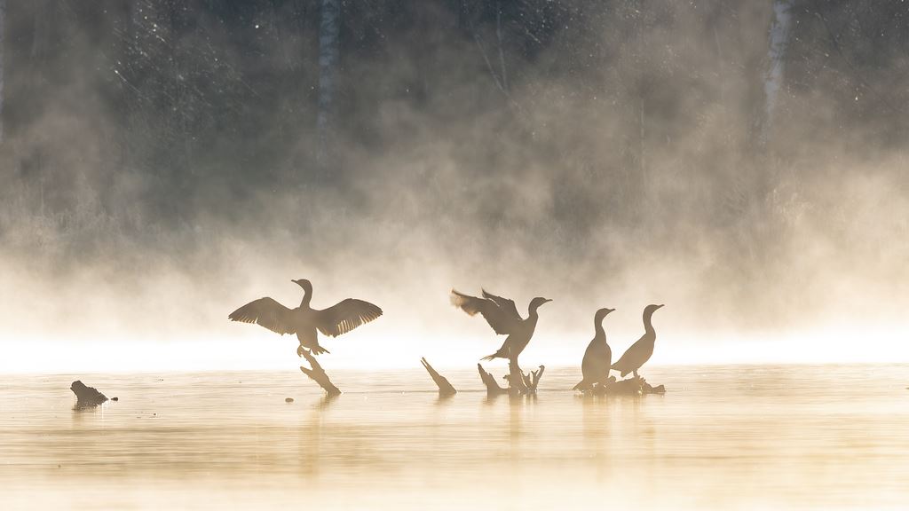 Cormorants in the Mist