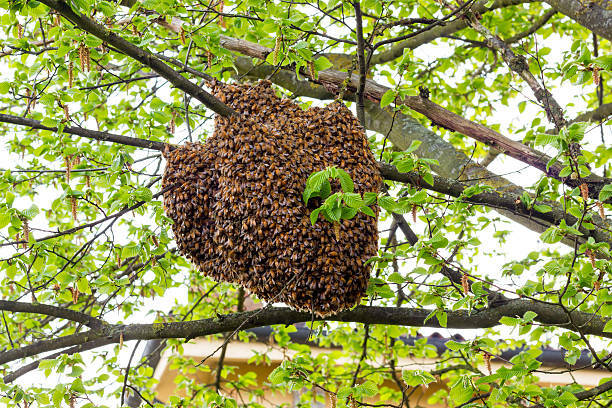 Bee_Swarm.jpg