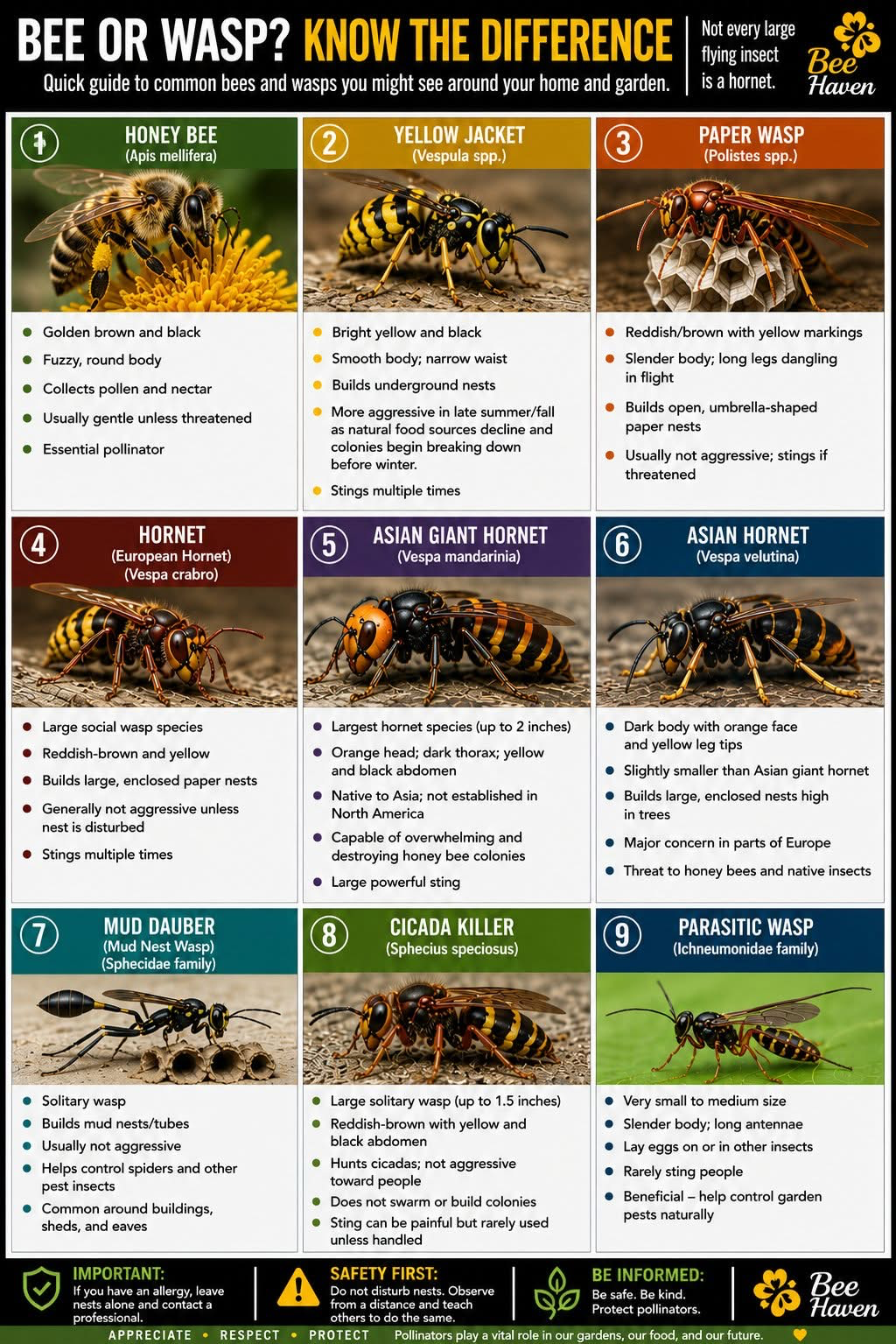 Difference between Bees