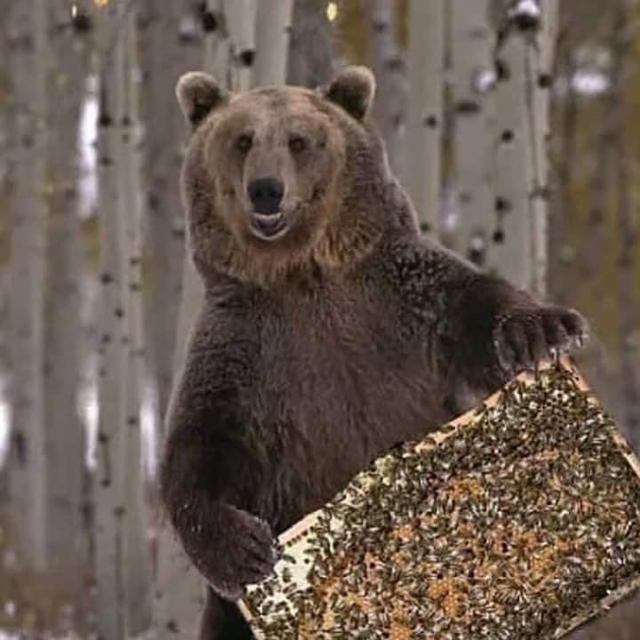 Native Beekeeper