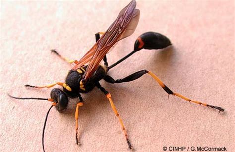 Mud Wasp