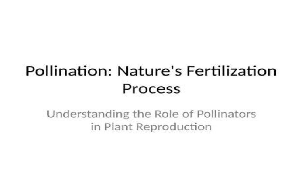 Pollinator Presentation Promo